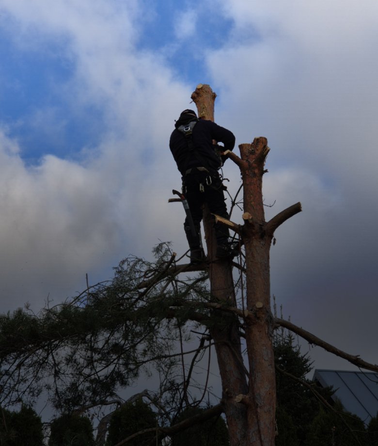 wycinka drzew