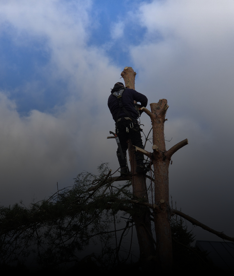 wycinka drzew arborystycznie