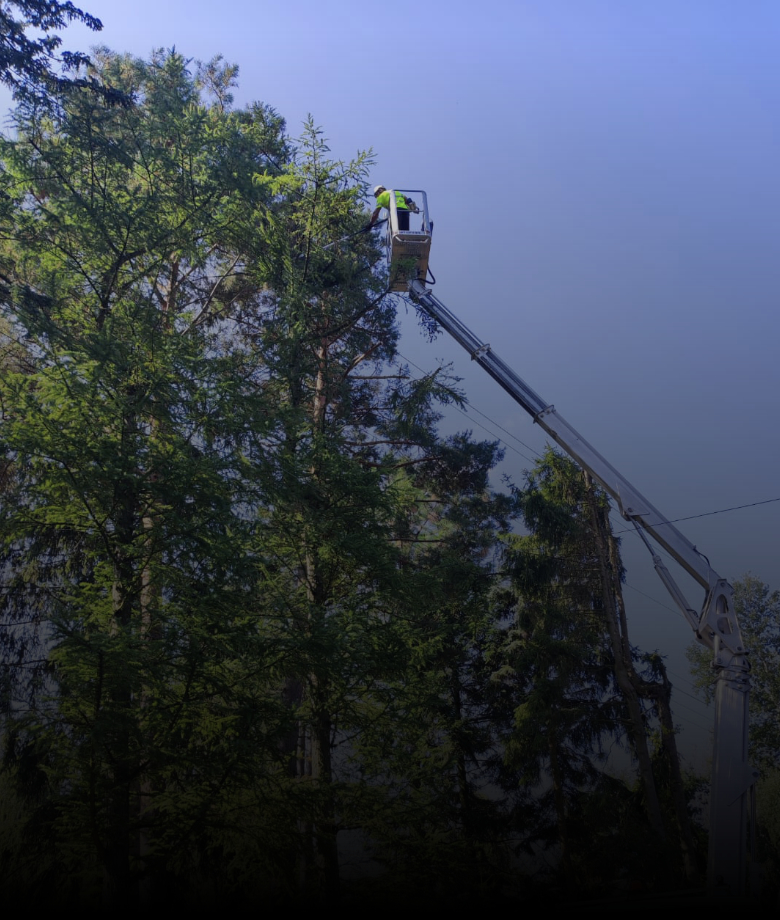 wycinka drzew podnosnik koszowy